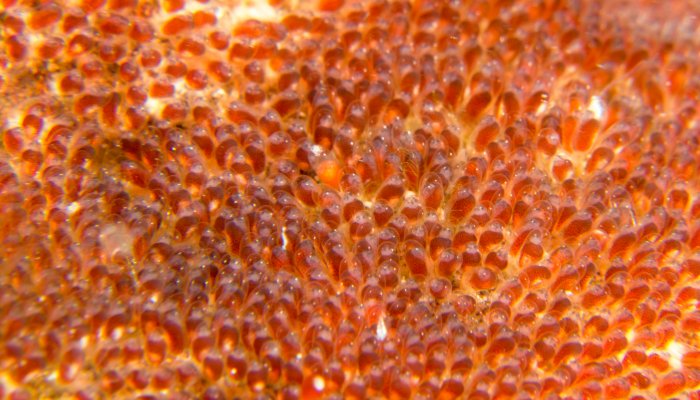 Clownfish Eggs Close-up